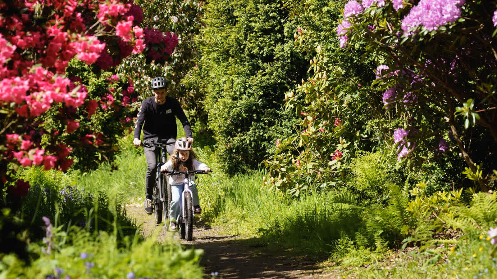 An adult and a child wearing helmets ride bicycles on a narrow path surrounded by green foliage and blooming pink and purple flowers.